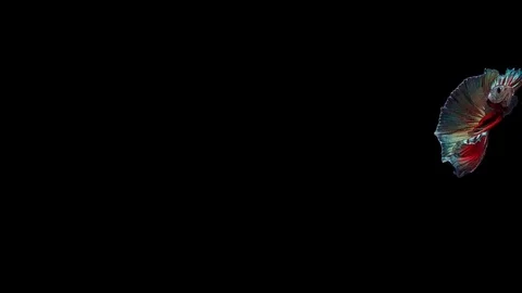 Super slow motion of Siamese fighting fish (Betta splendens), well known name Stock Footage 113246322