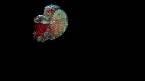Super slow motion of Siamese fighting fish (Betta splendens), well known name Stock Footage 113246378