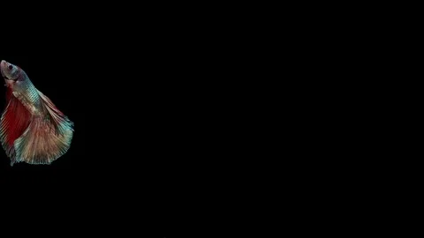 Super slow motion of Siamese fighting fish (Betta splendens), well known name Stock Footage 113246452