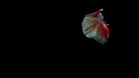 Super slow motion of Siamese fighting fish (Betta splendens), well known name Stock Footage 113246482