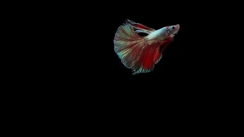 Super slow motion of Siamese fighting fish (Betta splendens), well known name Stock Footage 113246567
