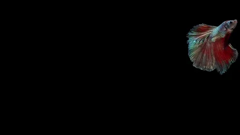 Super slow motion of Siamese fighting fish (Betta splendens), well known name Stock Footage 113247495
