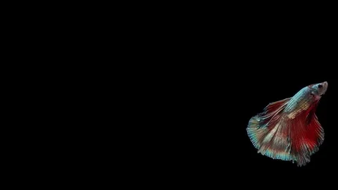 Super slow motion of Siamese fighting fish (Betta splendens), well known name Stock Footage 113247972