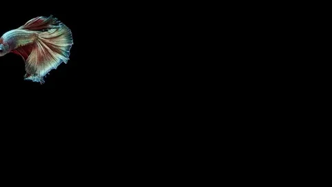 Super slow motion of Siamese fighting fish (Betta splendens), well known name Stock Footage 113248064