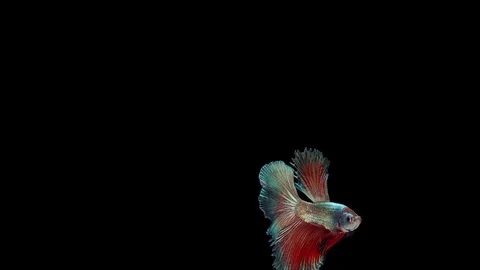 Super slow motion of Siamese fighting fish (Betta splendens), well known name Stock Footage 113248081