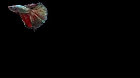 Super slow motion of Siamese fighting fish (Betta splendens), well known name Stock Footage 113248101