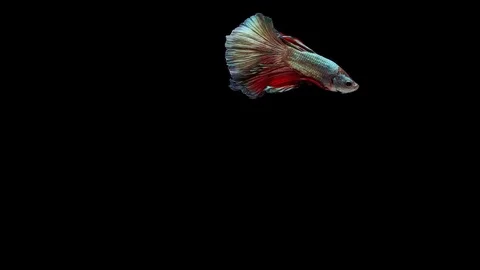 Super slow motion of Siamese fighting fish (Betta splendens), well known name Stock Footage 113248191
