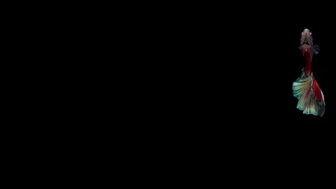 Super slow motion of Siamese fighting fish (Betta splendens), well known name Stock Footage 113249105