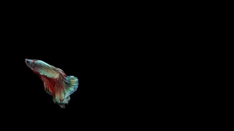 Super slow motion of Siamese fighting fish (Betta splendens), well known name Stock Footage 113249182
