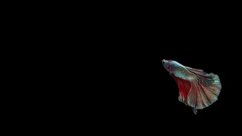 Super slow motion of Siamese fighting fish (Betta splendens), well known name Stock Footage 113249397