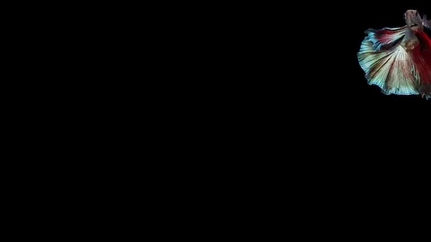 Super slow motion of Siamese fighting fish (Betta splendens), well known name Stock Footage 113249540