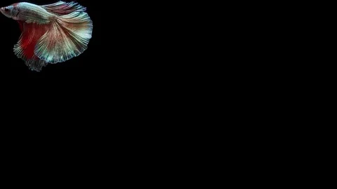 Super slow motion of Siamese fighting fish (Betta splendens), well known name Stock Footage 113249691