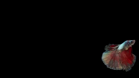Super slow motion of Siamese fighting fish (Betta splendens), well known name Stock Footage 113249708