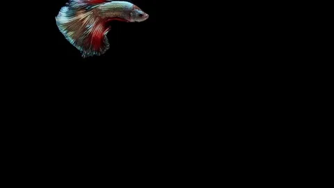 Super slow motion of Siamese fighting fish (Betta splendens), well known name Stock Footage 113250033