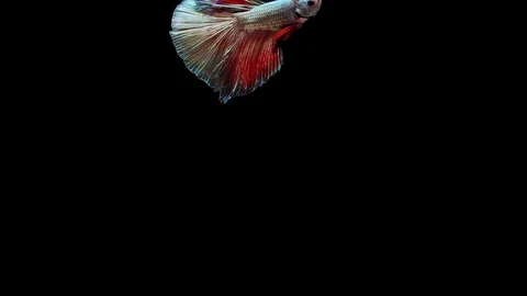 Super slow motion of Siamese fighting fish (Betta splendens), well known name Stock Footage 113250195