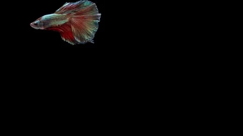 Super slow motion of Siamese fighting fish (Betta splendens), well known name Stock Footage 113250462