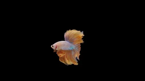 Super slow motion of Siamese fighting fish (Betta splendens), well known name Stock Footage 113250807