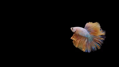 Super slow motion of Siamese fighting fish (Betta splendens), well known name Stock Footage 113251105