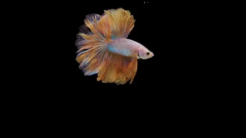 Super slow motion of Siamese fighting fish (Betta splendens), well known name Stock Footage 113251272