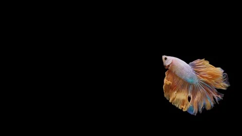 Super slow motion of Siamese fighting fish (Betta splendens), well known name Stock Footage 113251294
