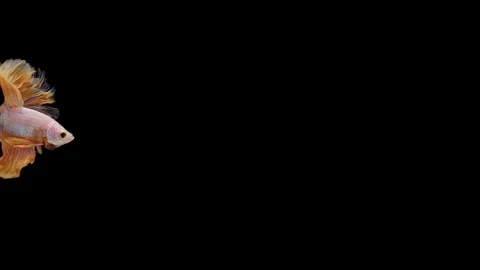 Super slow motion of Siamese fighting fish (Betta splendens), well known name Stock Footage 113251358