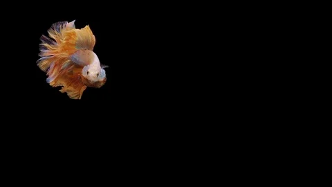 Super slow motion of Siamese fighting fish (Betta splendens), well known name Stock Footage 113251366