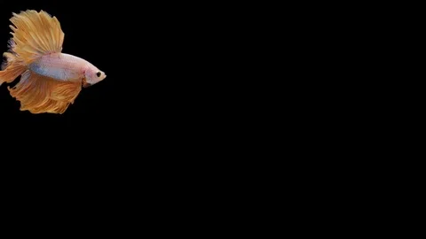 Super slow motion of Siamese fighting fish (Betta splendens), well known name Stock Footage 113251452