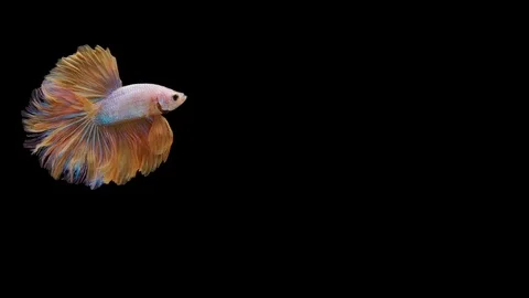 Super slow motion of Siamese fighting fish (Betta splendens), well known name Stock Footage 113251519