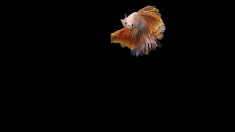 Super slow motion of Siamese fighting fish (Betta splendens), well known name Stock Footage 113252040