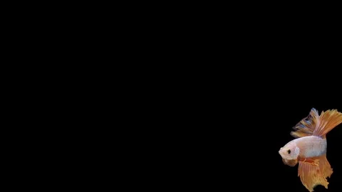 Super slow motion of Siamese fighting fish (Betta splendens), well known name Stock Footage 113252072