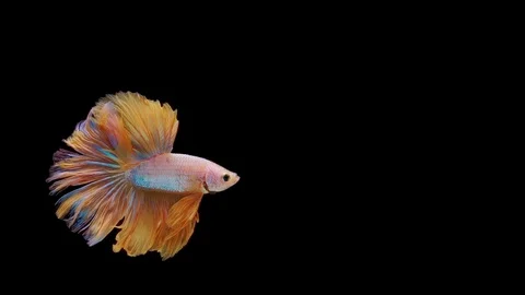 Super slow motion of Siamese fighting fish (Betta splendens), well known name Stock Footage 113252286
