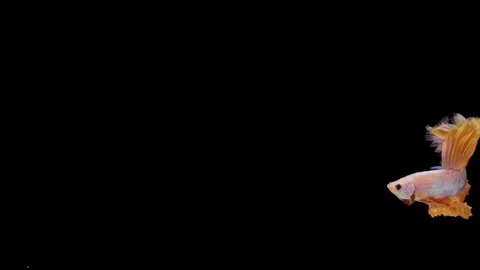 Super slow motion of Siamese fighting fish (Betta splendens), well known name Stock Footage 113252674