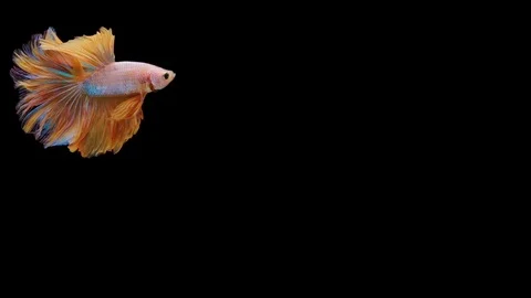 Super slow motion of Siamese fighting fish (Betta splendens), well known name Stock Footage 113252692