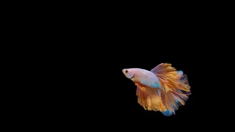 Super slow motion of Siamese fighting fish (Betta splendens), well known name Stock Footage 113252733