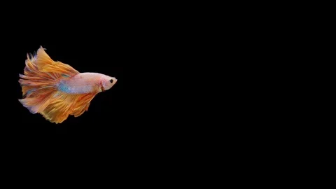 Super slow motion of Siamese fighting fish (Betta splendens), well known name Stock Footage 113252747