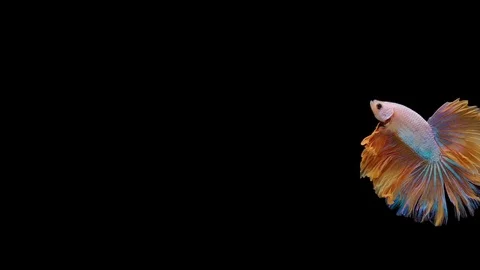 Super slow motion of Siamese fighting fish (Betta splendens), well known name Stock Footage 113252816