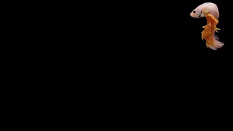 Super slow motion of Siamese fighting fish (Betta splendens), well known name Stock Footage 113253140