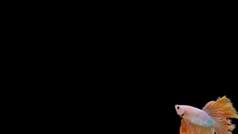 Super slow motion of Siamese fighting fish (Betta splendens), well known name Stock Footage 113253248