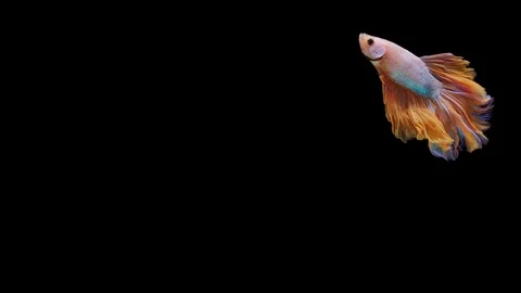 Super slow motion of Siamese fighting fish (Betta splendens), well known name Stock Footage 113253406