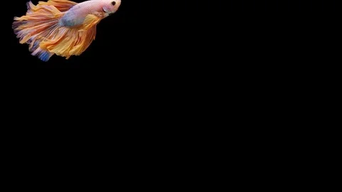 Super slow motion of Siamese fighting fish (Betta splendens), well known name Stock Footage 113253630