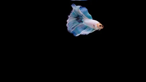 Super slow motion of Siamese fighting fish (Betta splendens), well known name Stock Footage 113725985