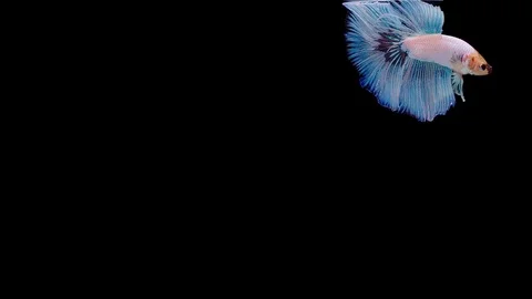 Super slow motion of Siamese fighting fish (Betta splendens), well known name Stock Footage 113726062