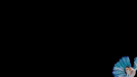 Super slow motion of Siamese fighting fish (Betta splendens), well known name Stock Footage 113726093