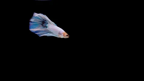 Super slow motion of Siamese fighting fish (Betta splendens), well known name Stock Footage 113726097