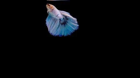 Super slow motion of Siamese fighting fish (Betta splendens), well known name Video stock 113726136