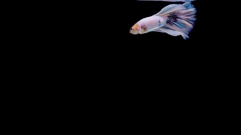 Super slow motion of Siamese fighting fish (Betta splendens), well known name Stock Footage 113726324