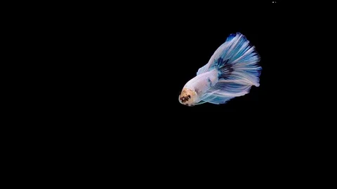 Super slow motion of Siamese fighting fish (Betta splendens), well known name Stock Footage 113726363