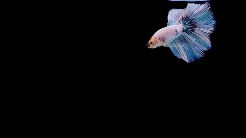 Super slow motion of Siamese fighting fish (Betta splendens), well known name Stock Footage 113726435
