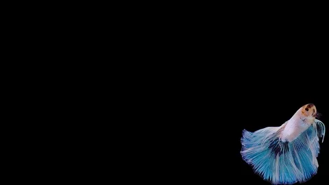 Super slow motion of Siamese fighting fish (Betta splendens), well known name Stock Footage 113726501