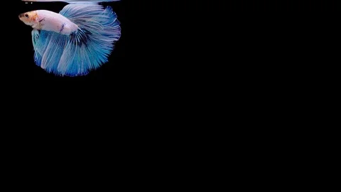 Super slow motion of Siamese fighting fish (Betta splendens), well known name Stock Footage 113726535
